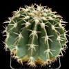 Melocactus_amoenus